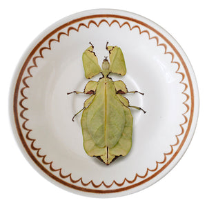 INSECTO HOJA · PLATO TÉ