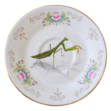 MANTIS · PLATO TÉ